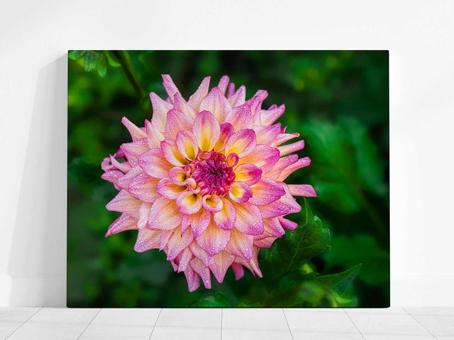 Pink Dahlia with Water Droplets Fine Art Print | Floral Nature Photography