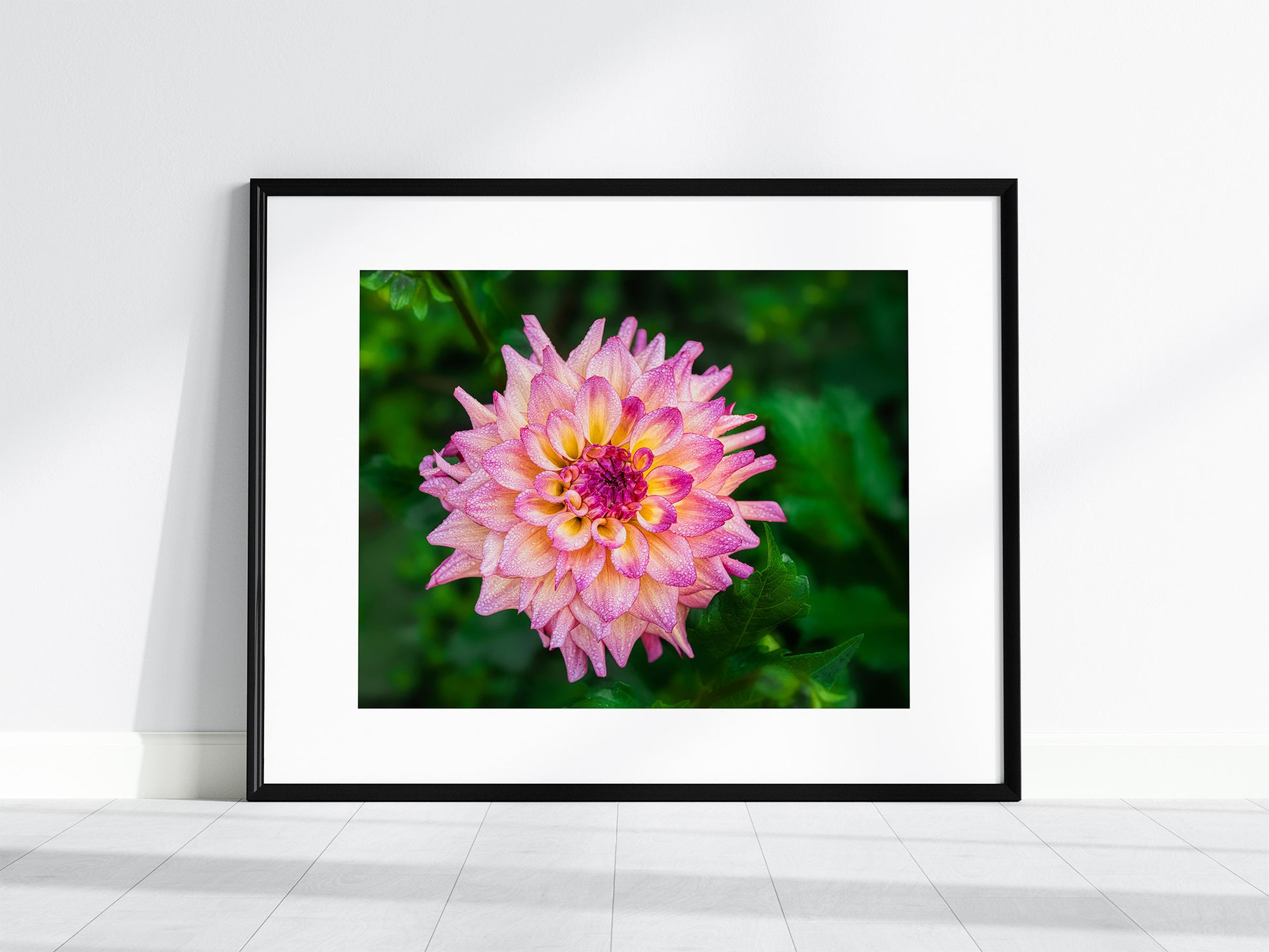 Framed photograph of a pink dahlia flower with waterdroplets  with green leaves on a white wall.