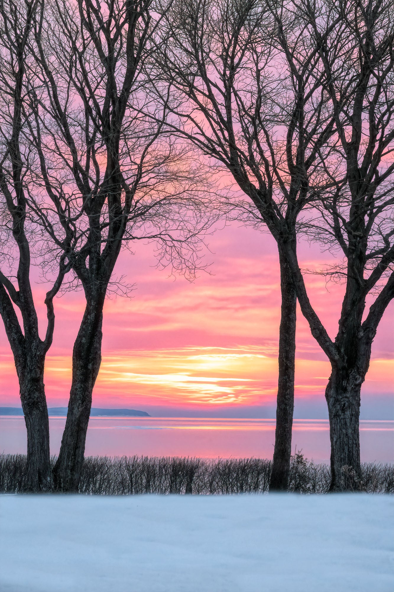 A winter landscape print featuring four bare trees silhouetted against a vibrant pink, orange, and yellow sunset over a calm body of water, with a snow-covered ground in the foreground.