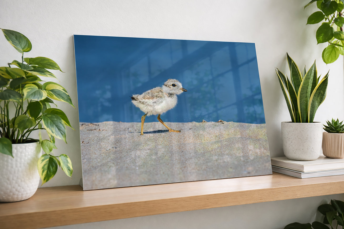Endangered Great Lakes Piping Plover Chick Fine Art Print | Michigan Wildlife