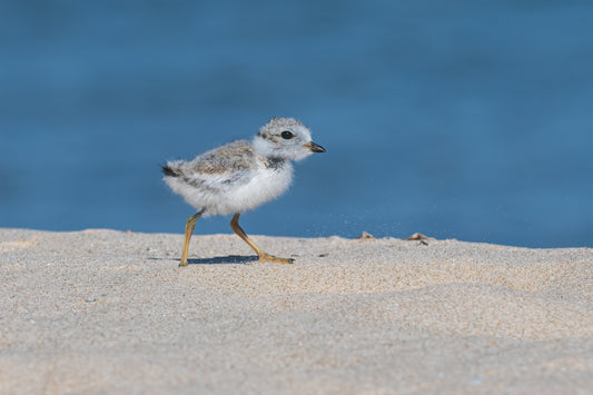 Piping Plover Chick