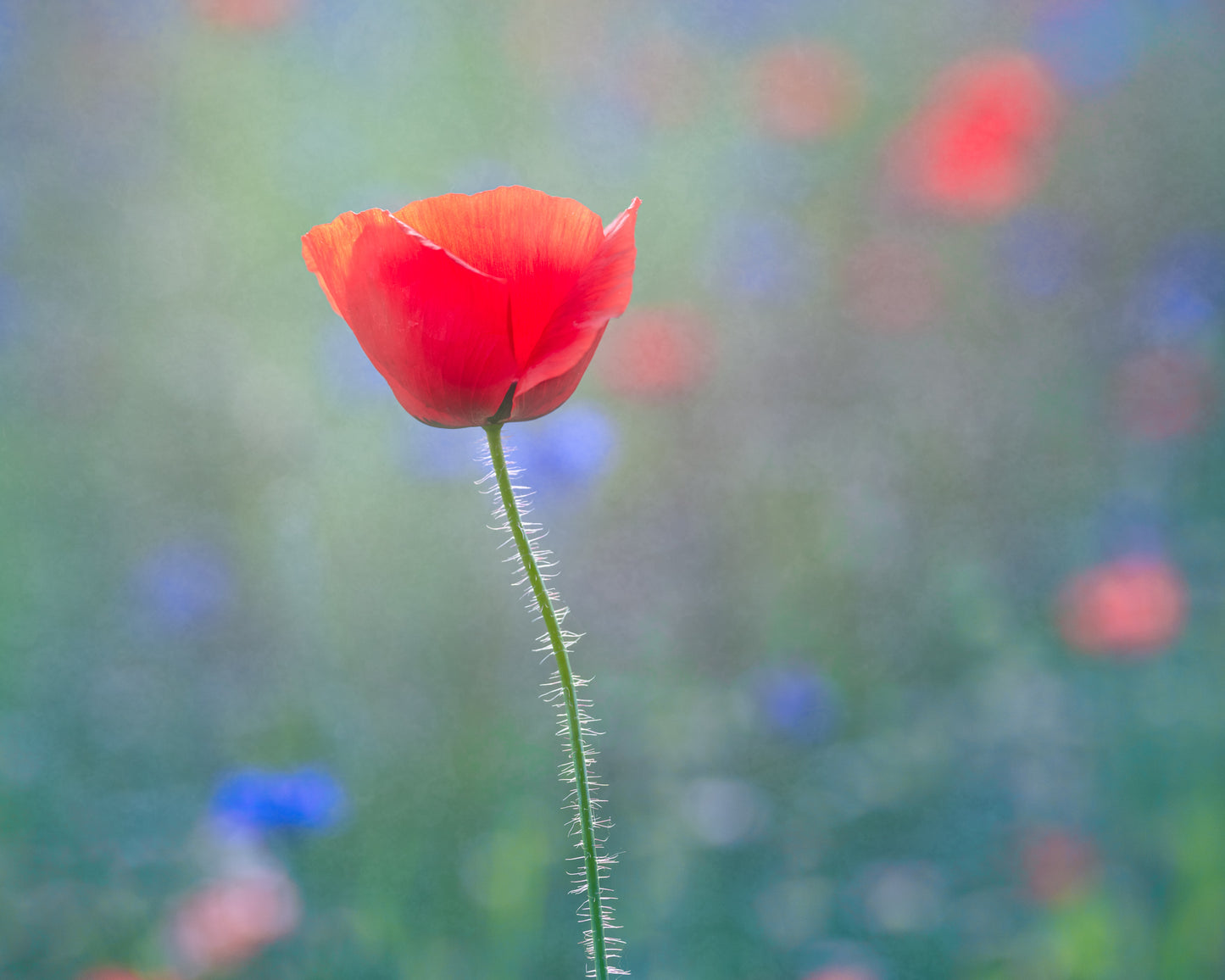 Single red poppy flower with a blurred multicolored background