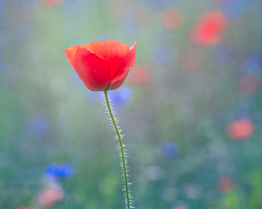 Single red poppy flower with a blurred multicolored background