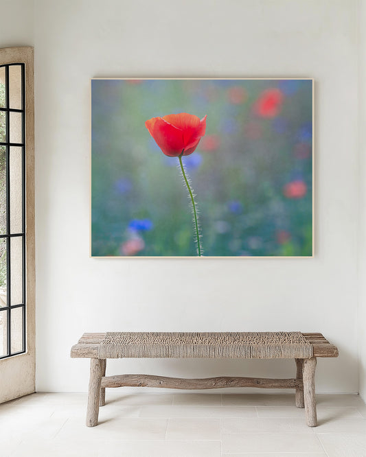 Framed artwork of a single red poppy flower with a blurred multicolored background on a white wall above a wooden bench.