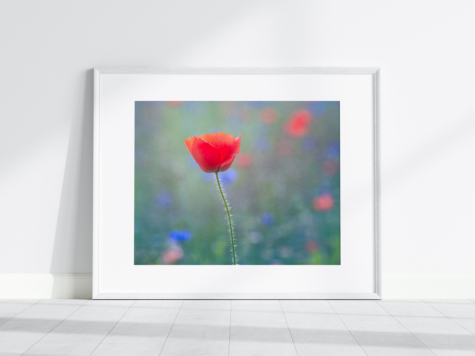 Framed photograph of a single red poppy flower with a blurred multicolored background.