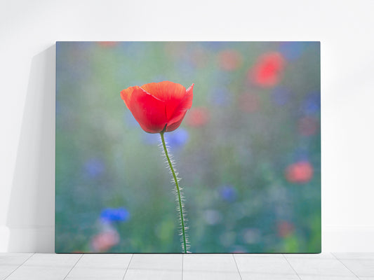 Canvas print of single red poppy flower with a blurred multicolored background