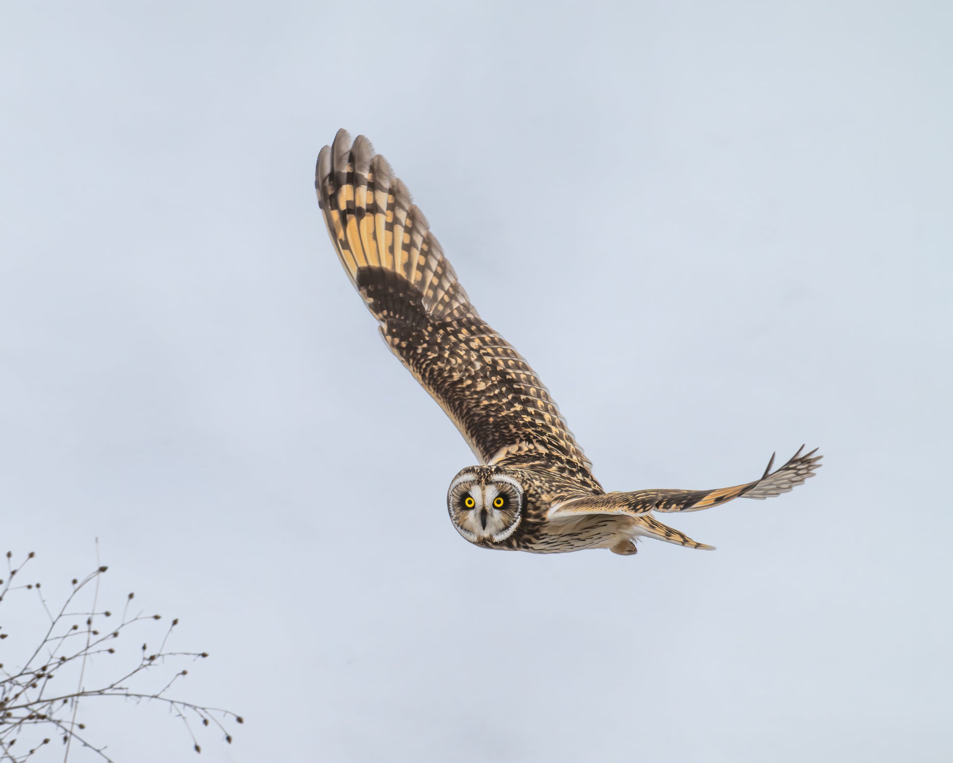 Short-eared owl in flight against a snow background.  Intense, piercing golden gaze.