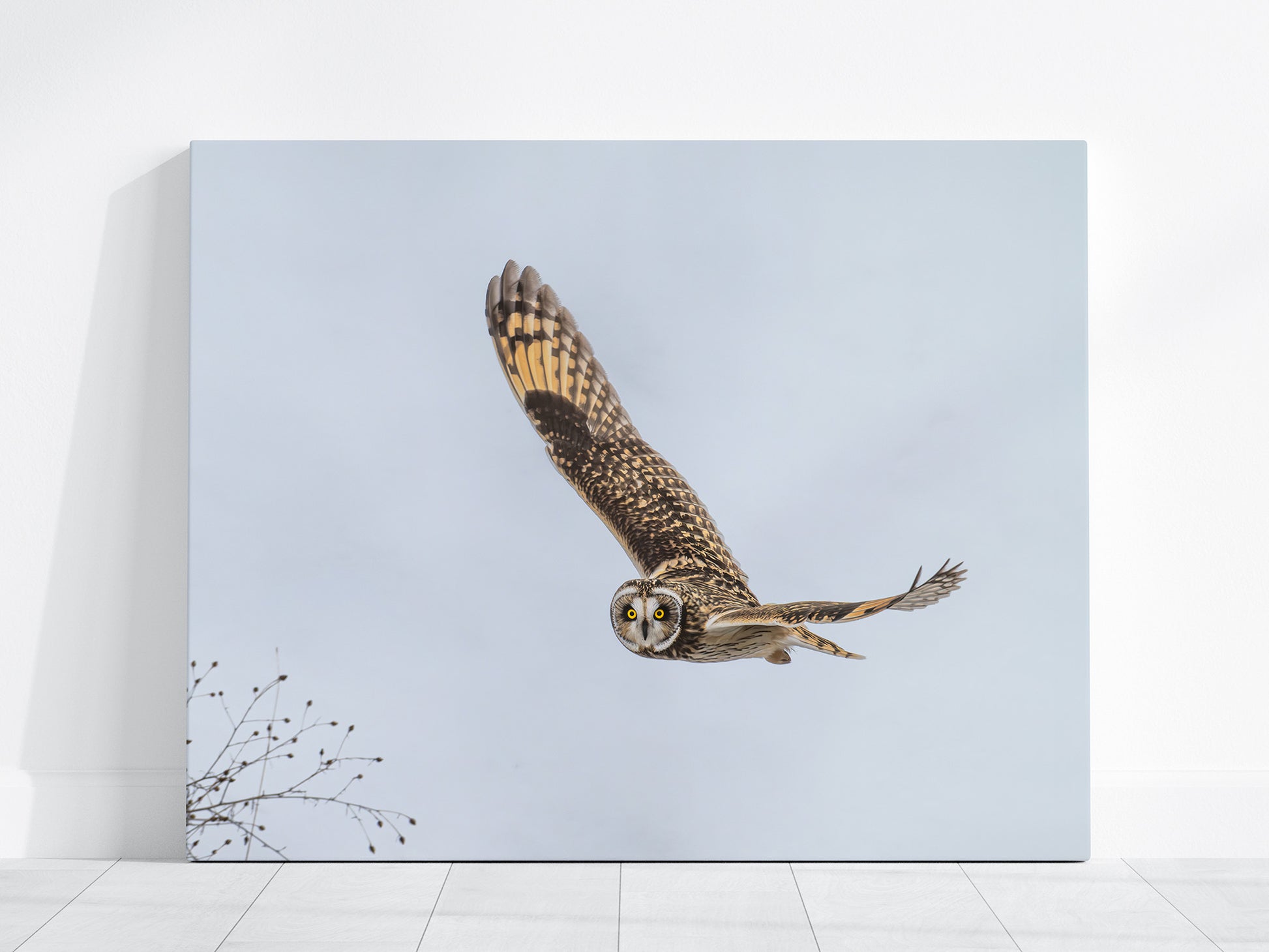 Short-eared owl in flight on a light blue background shown on a canvas print.