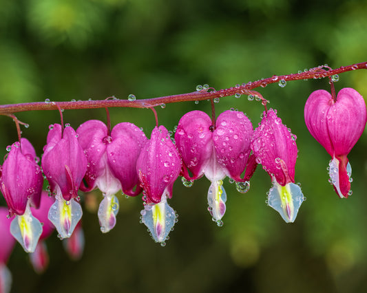 Bleeding Hearts and Water Droplets