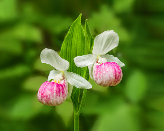 Two Michigan native lady slippers flowers with a blurred green background.