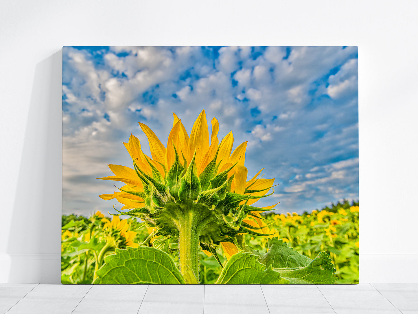 Yellow Sunflower with Blue Sky | Floral Giclée Fine Art Print, Canvas & Metal Decor