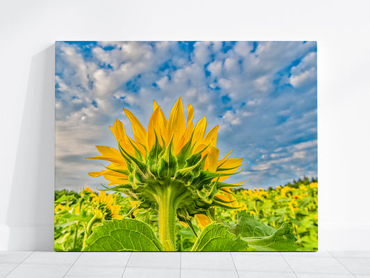 Sunflower's Back Side