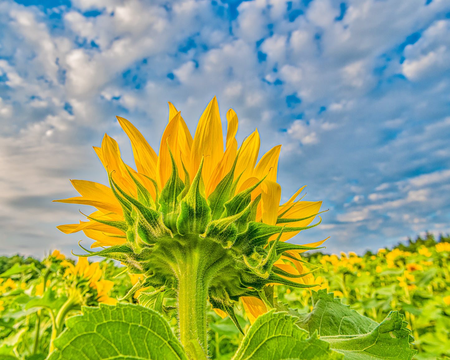 Sunflower's Back Side