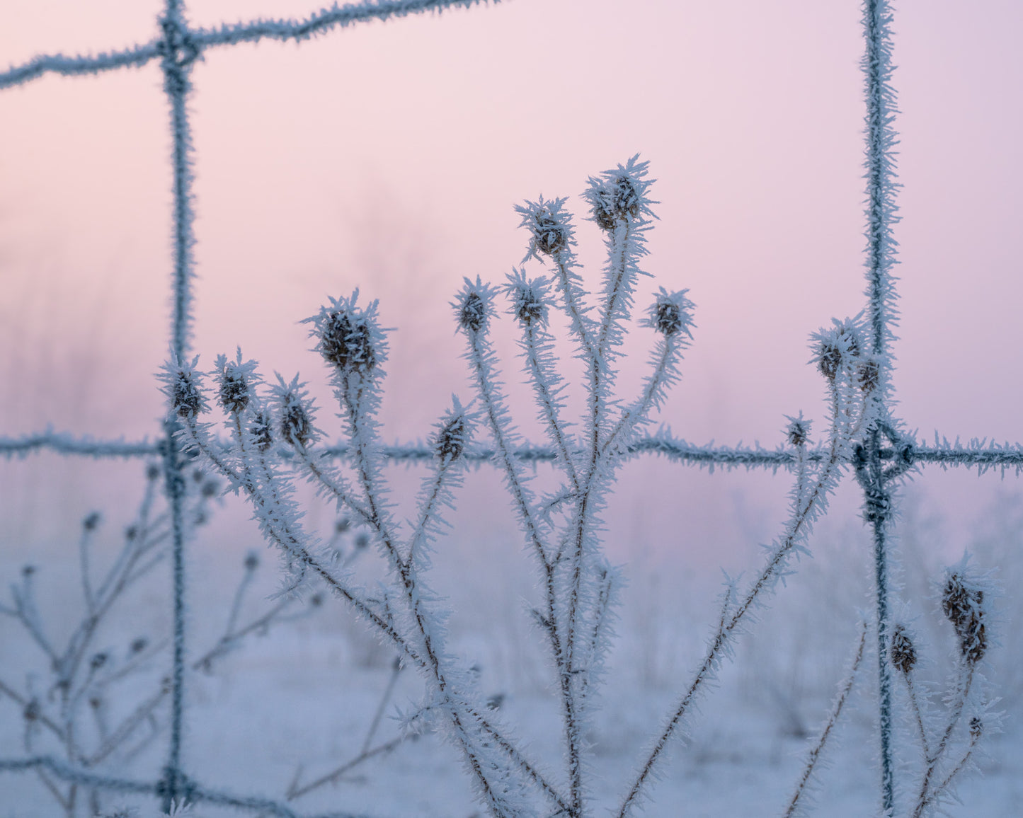 Hoar frost covered branches through a wire fence with a pastel sunrise sky.