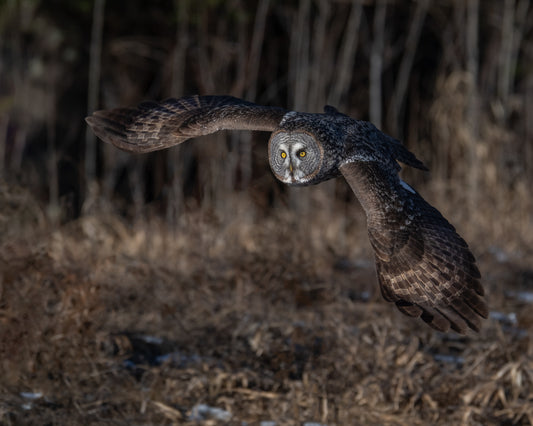 Fine Art Print of Great Gray Owl in flight with a natural background of woods