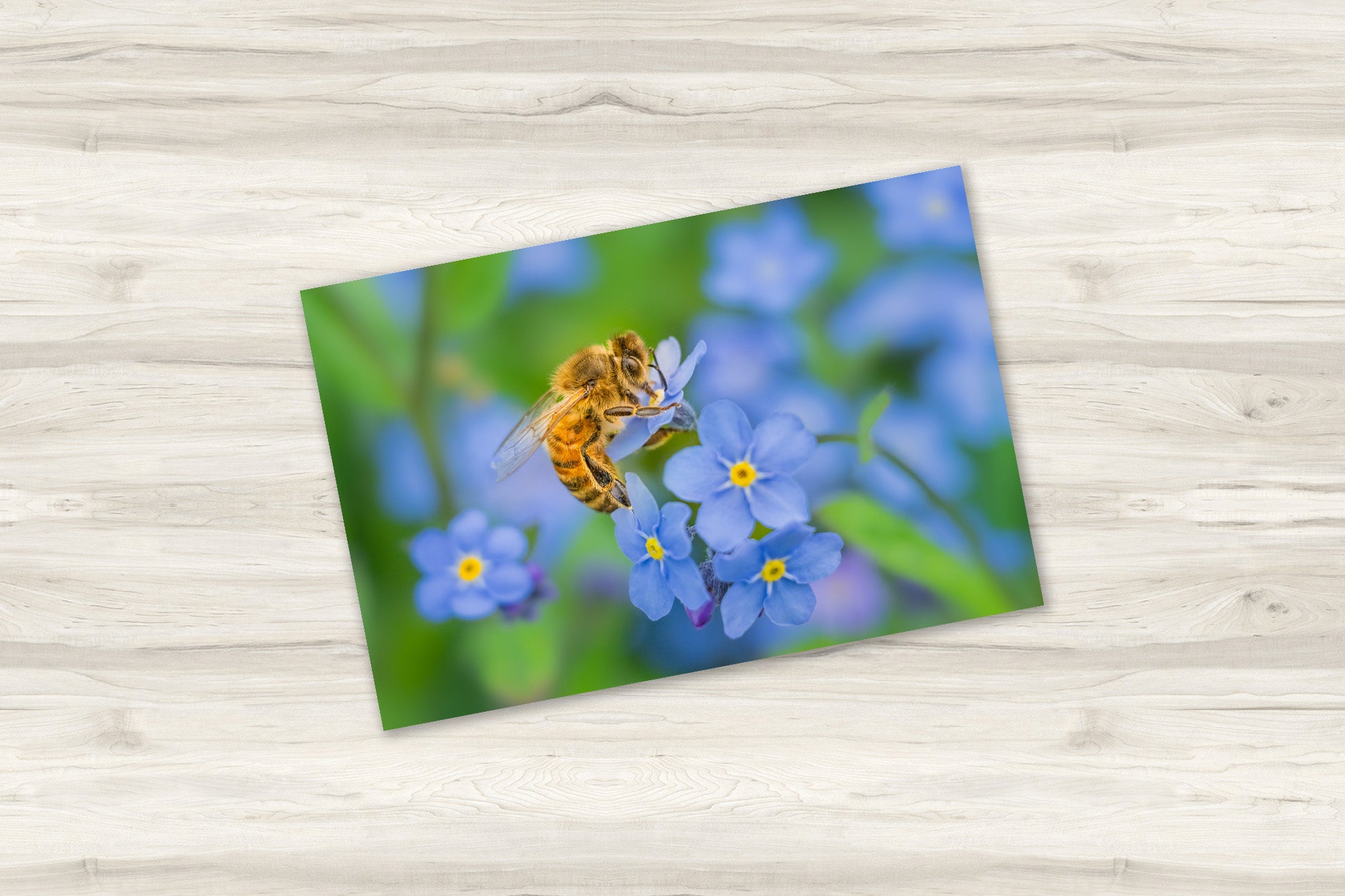 Honeybee on Forget-Me-Not Flowers Fine Art Print | Spring Garden