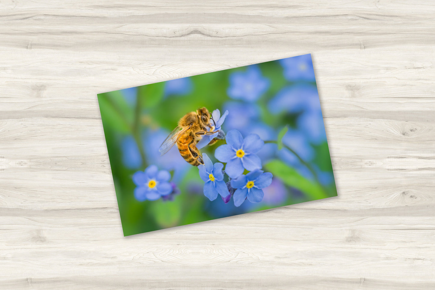 Honeybee on Forget-Me-Not Flowers Fine Art Print | Spring Garden Photography