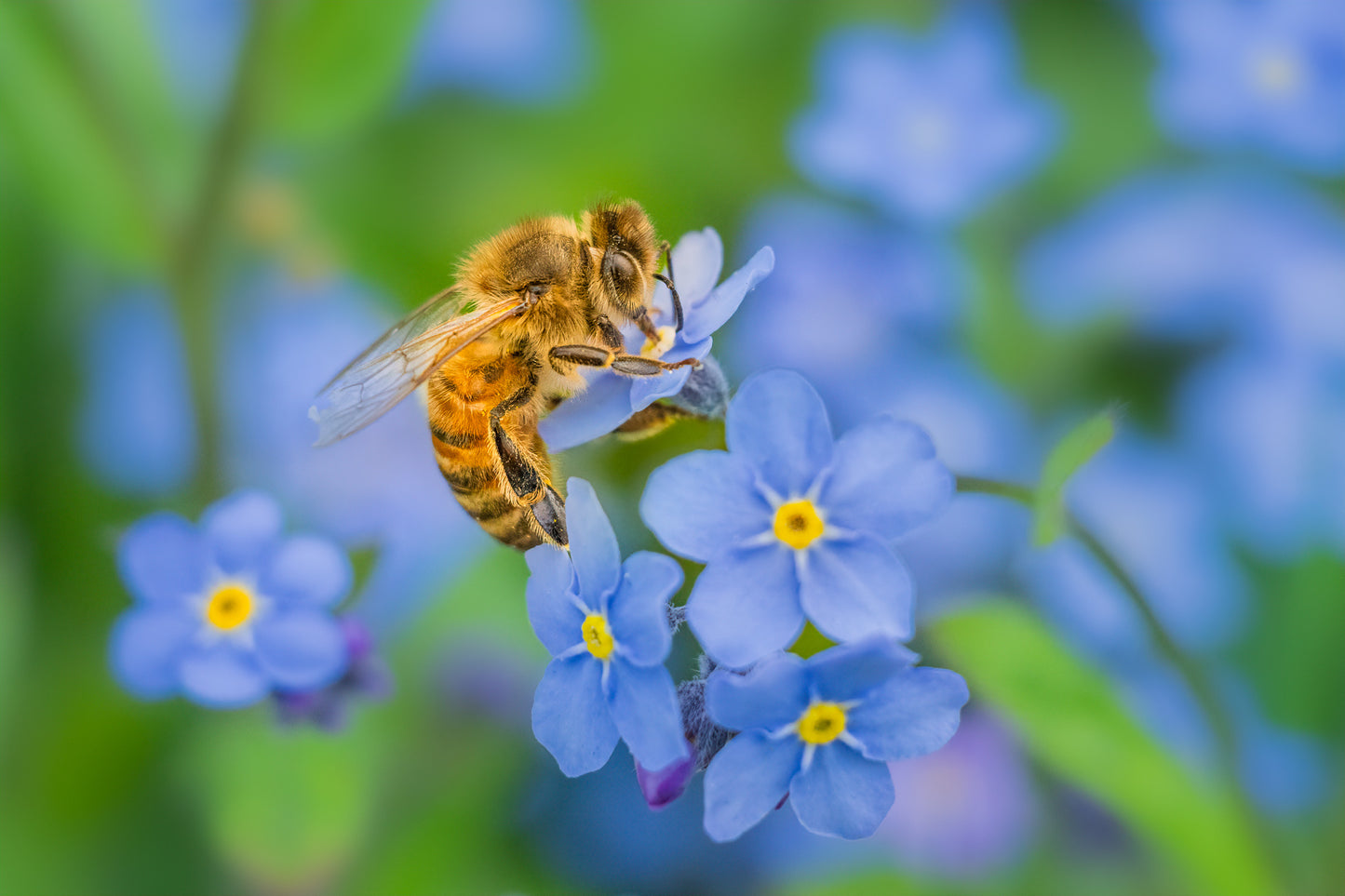 Honeybee & Forget-me-nots